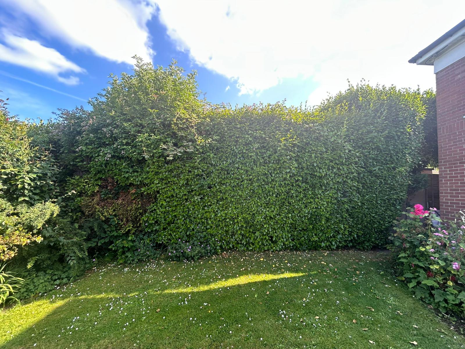 Overgrown hedge, brought back into shape before