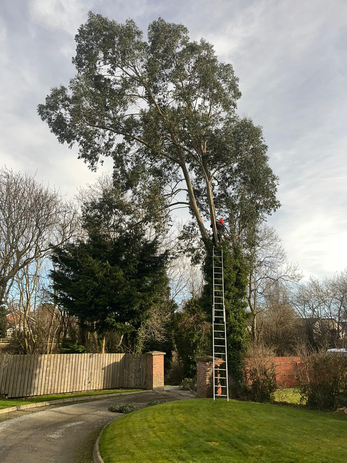 Eucalyptus tree taken down before