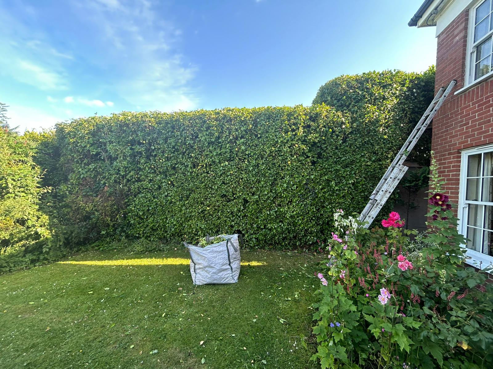 Overgrown hedge, brought back into shape after